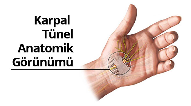 Karpal tünel anatomik görünümü